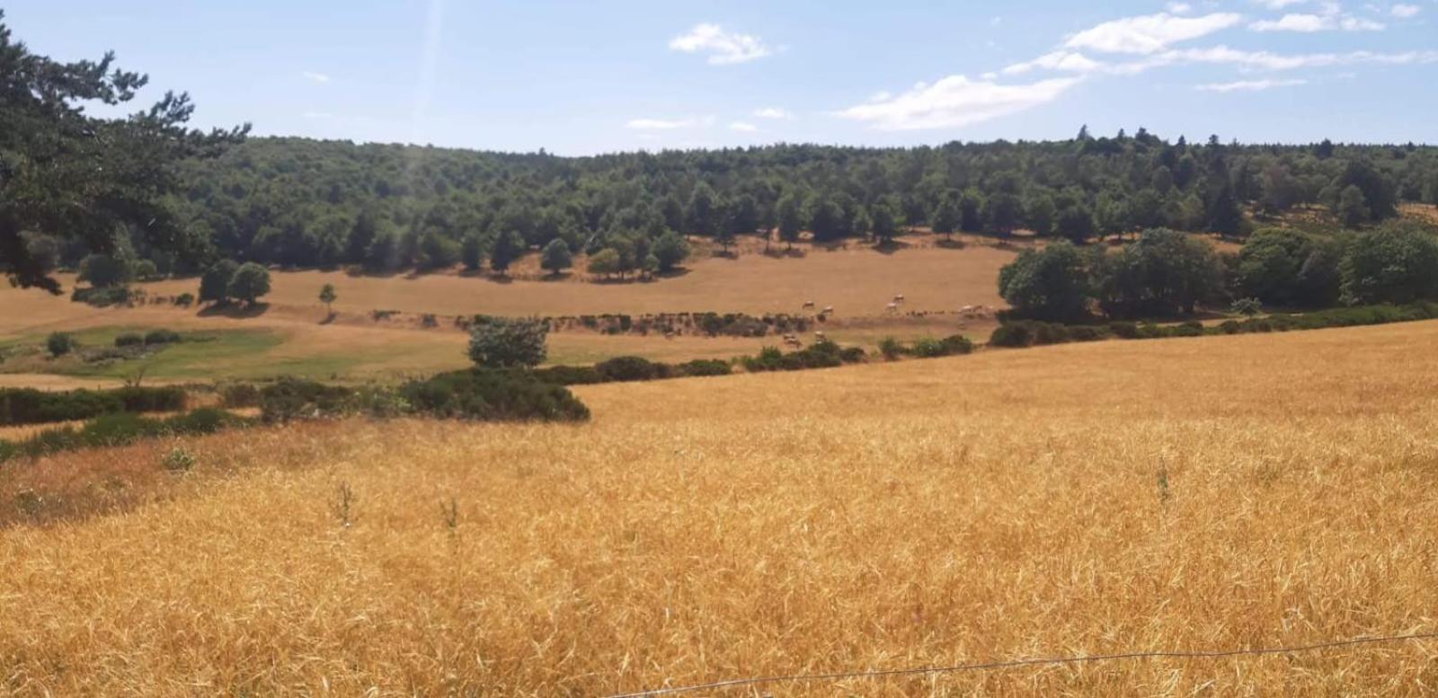 Gite Le Petit Nice Pradelles Buitenkant foto